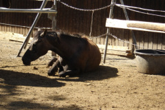 2008_mutterkindreiten_55_20090609_2055508089